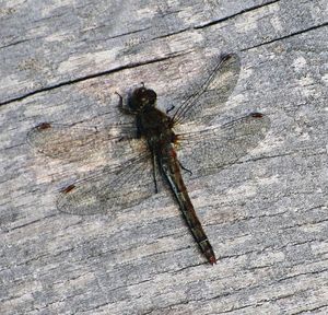 High angle view of dragonfly on wood