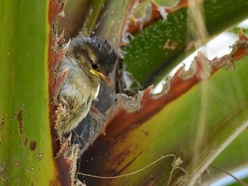 Close-up of bird perching on plant