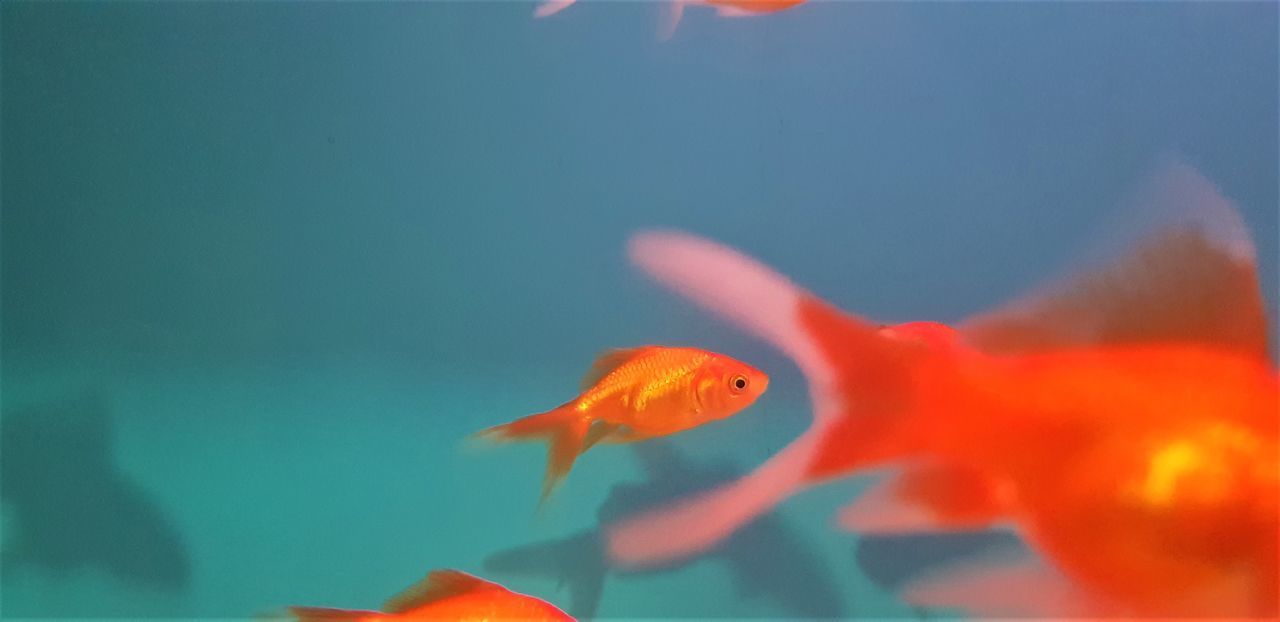 CLOSE-UP OF FISH SWIMMING IN SEA