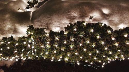 Low angle view of trees against sky at night