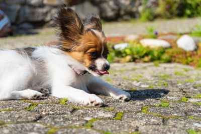 Portrait of dog looking away