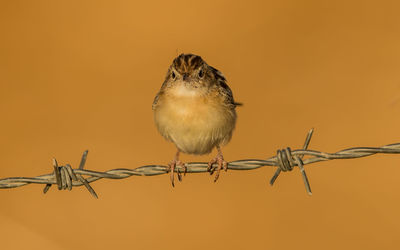 Close-up of a bird on barbed wire