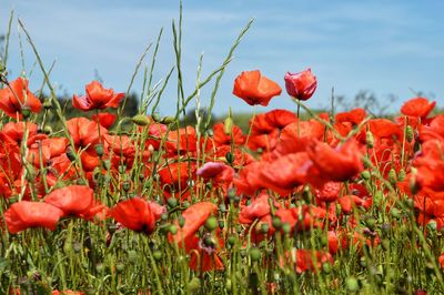 Close-up of red poppy flowers growing on field