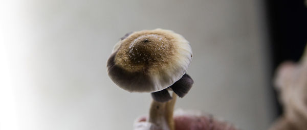 Close-up of mushroom