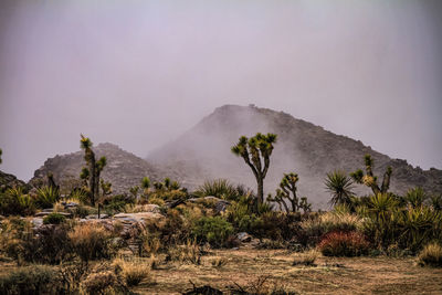 Scenic view of trees and mountains against sky