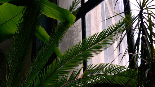 Low angle view of tropical plants