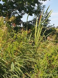 Plants growing on field against sky