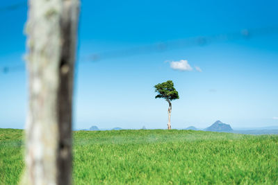 Scenic view of trees on field against sky