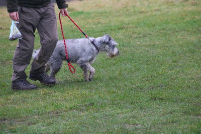 Dog on lead walking on grass