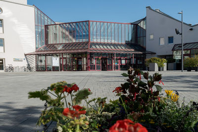 Red flowering plants by building against sky