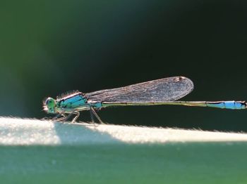 Close-up of an insect