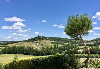 Rolling landscape with tree against blue sky