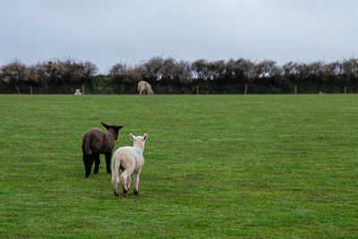 Two little lambs, one black, one white walking in a field