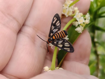 Close-up of butterfly on hand