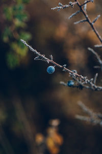 Close-up of frozen plant