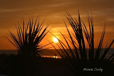 Silhouette of plants at sunset