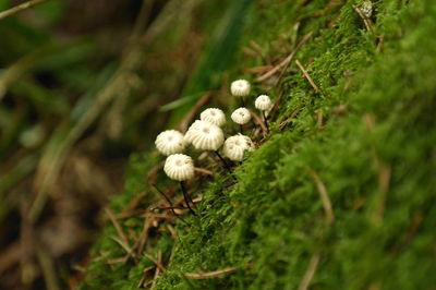 Close-up of plant growing in field