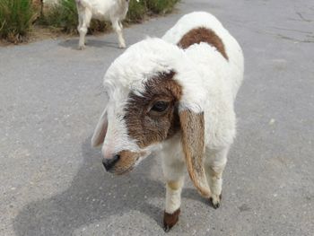 Cute white and brown lamb standing on the cement floor in daytime