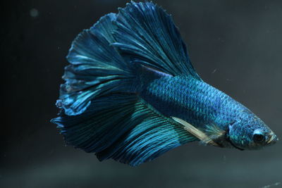 Close-up of blue siamese fighting fish swimming in aquarium