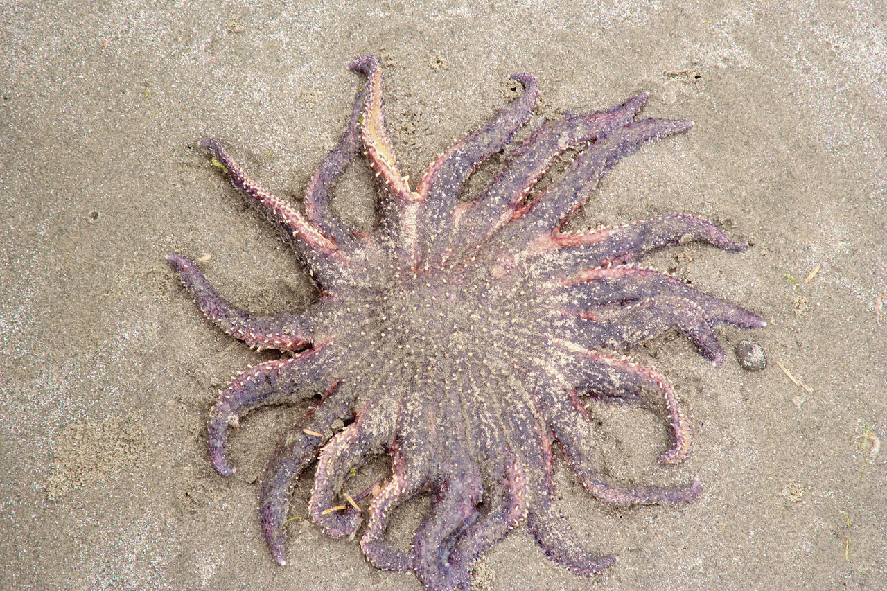 CLOSE-UP OF STARFISH