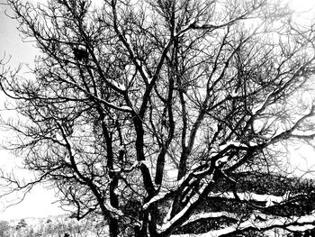 Low angle view of bare trees against sky