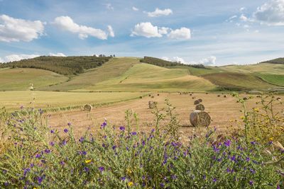 Scenic view of lavender field against sky