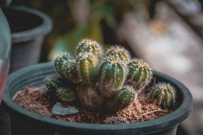 Close-up of succulent plant in pot