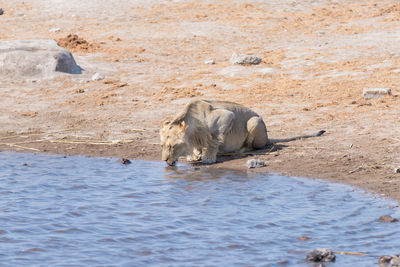 Lioness drinking water at lakeshore