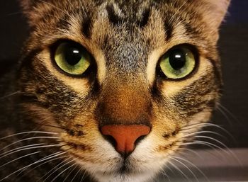 Close-up portrait of a cat