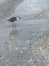 High angle view of birds on beach