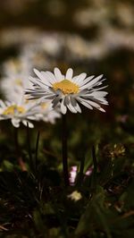 Close-up of white daisy flower on field