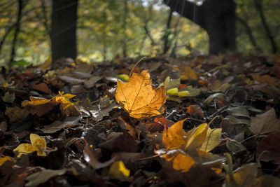 Close-up of autumn leaves on tree