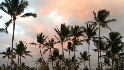 Low angle view of palm trees against sky