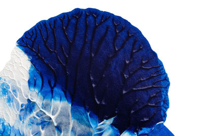 Close-up of a bird over white background