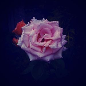 Close-up of pink rose blooming outdoors