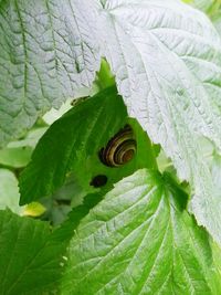 Close-up of snail on leaf