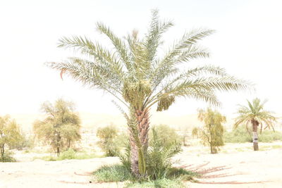 Palm trees on field against clear sky