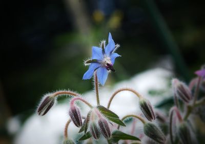 Close-up of purple flowering plant