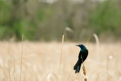Side view of a common grackle perched on a cattail in a marsh