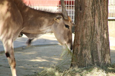 Antelope eating grass by tree