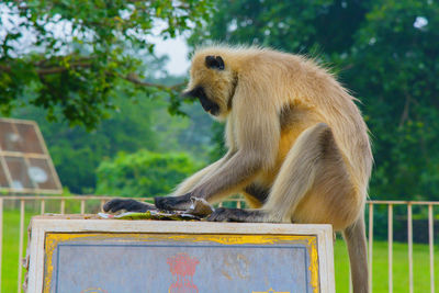 Monkey sitting on railing against trees