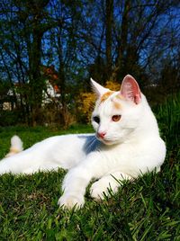 Close-up portrait of cat lying on grass