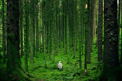 Rear view of woman standing in forest