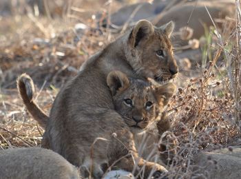 Lion cubs playing on grassy field