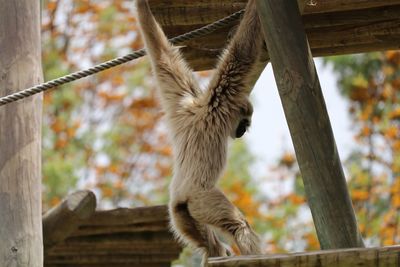 Rear view of gray langur hanging on wooden structure at zoo