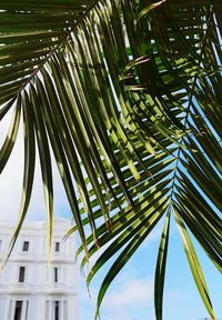 Low angle view of palm tree against sky