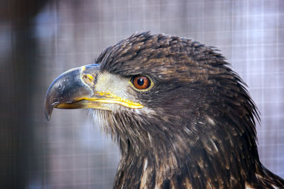 Close-up of eagle