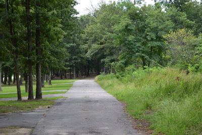 Road amidst trees