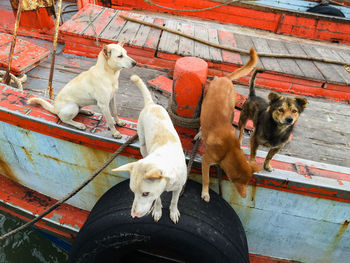 High angle view of dogs on boat moored in river