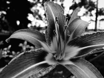 Close-up of day lily blooming outdoors